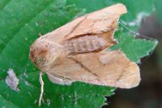 Tuerta rema - Große Schildmotte (Großer Schneckenspinner)